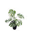 Monstera Albo Variegata