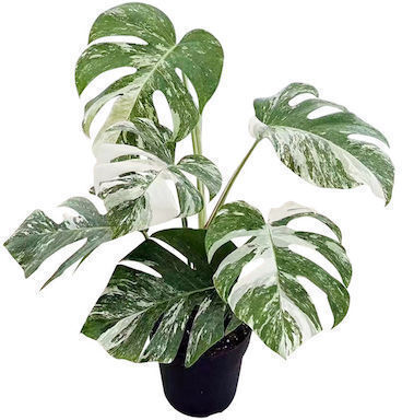 Monstera Albo Variegata