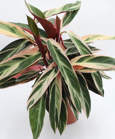 Calathea Tricolore Stromanthe Sanguinea ‘Triostar’