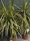 Δρακαινα Μαρτζινατα Dracaena Marginata “golden Dragon”