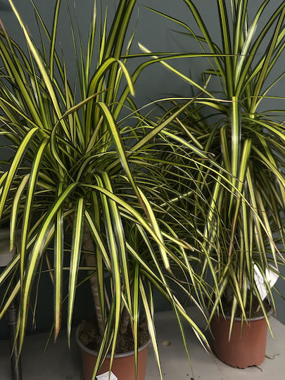 Dracaena Marginata Golden Dragon