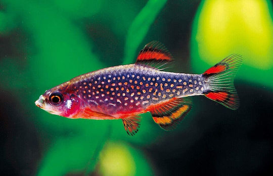 Lebende Aquarienfische Celestichthys Margaritatus Microrasbora Galaxy 2,0 cm