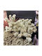 Bunny Tails Ecru 23cm 10 Stück InTheBox