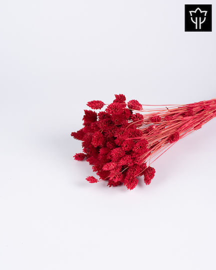 Phalaris Red Dried Bouquet 50cm