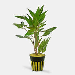 Plante Acvatice Vii Hygrophila Salicifolia Plante Acvatice Vii Hygrophila Salicifolia