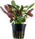 Live Aquarium Plants Lobelia Cardinalis Water Lobelia