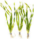 Live Aquarium Plants Vallisneria Americana Vallisneria Americana Var Asiatica Twisted Leaf Quality Holland Plant In Bunch