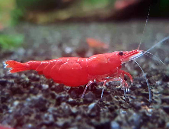 Живи Аквариумни Скарида Чери Червена Огън Sakura Fire Red Shrimp Neocaridina Davidi 3.0 См