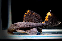 Live Aquarium Fish Lf Leporacanthicus Triactis “l91” 8-10 Cm