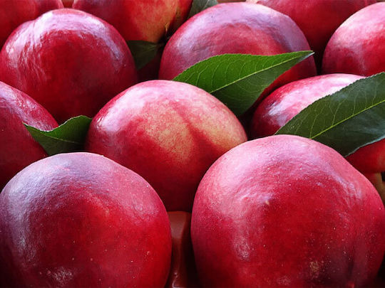 Nectarine Tree Bic Mpant Nectarine Tree Bic Mpant