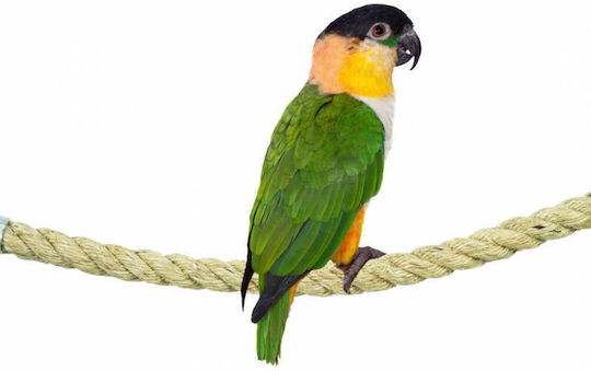 Vogelkäfig-Zubehör Seil für Papageien 1,8 cm Durchmesser 100 cm Länge