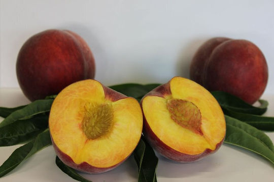 Pfirsichbaum Royal Peach