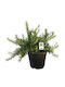 Oem Δενδρολίβανο Έρπον Rosmarinus Officinalis ‘prostratus’ 2 Lt 10/20