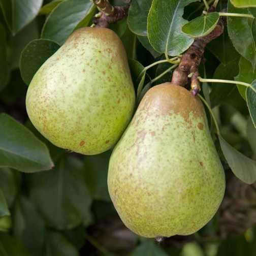 Birnbaum William Nanokultiviert Pflanze 29 Subjekt