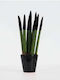 Sansevieria Velvet Touch Black