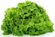 Syngenta Семена Маруля 5000бр
