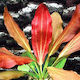 Echinodorus Red Flame