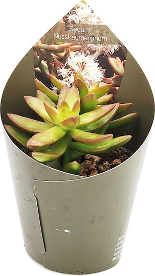 Kaktus Sedum Nussbaumerianum Kaktus Sedum Nussbaumerianum