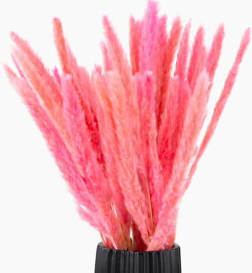 Gynerio Natural Uscat Roz „Pinky Love” Pachet 5 Bucăți X 60 Cm Înălțime