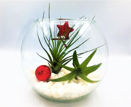 General Use Vase with Airtight Lid and Glass Stand Transparent 1 Piece