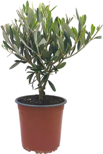 Bonsai Olive Tree