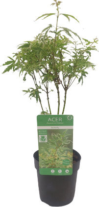 Ιαπωνικό Πλατάνι Acer Palmatum ”butterfly” Ιαπωνικό Πλατάνι Acer Palmatum ”butterfly”