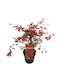 Acer Palmatum Beni Maiko