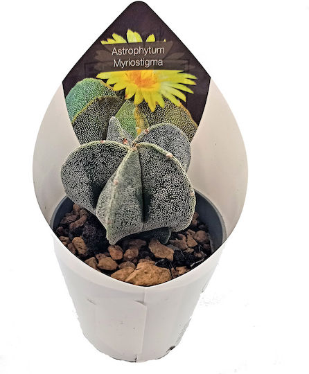 Κάκτος Παχύφυτο Astrophytum Myriostigma