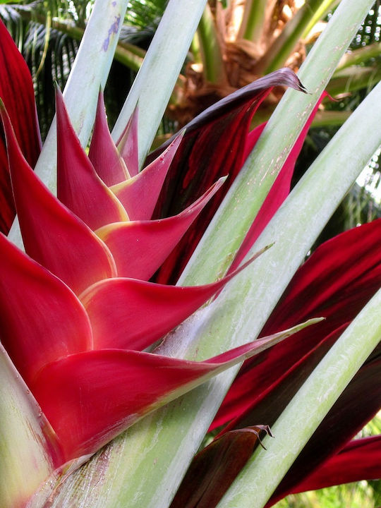 Heliconia Caribaea – 5 Samen für Pflanze
