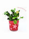 Cactus De Crăciun – Ghiveci De Crăciun 20 Cm
