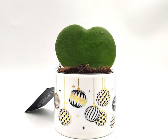 Weihnachtsjuwel Hoya Kerri Weiß Pflanzentopf 16cm
