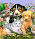 Norimpex 5d Diamant Mosaik Tiere 40x30cm