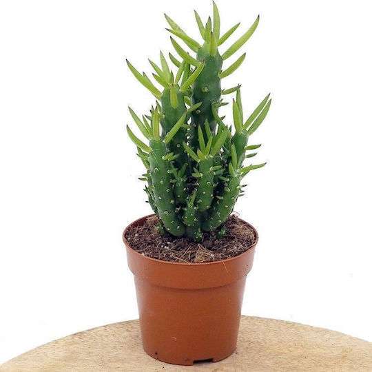 Οπούντια Opuntia Subulata