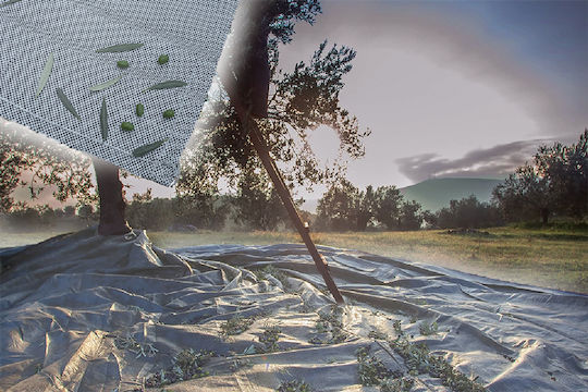 GTC Olive Segel 6x12m Dichte 100gr/m²