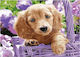 Norimpex 5d Диамантено Мозайка Куче 40x30см