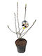 Magnolie Sunrise 23cm