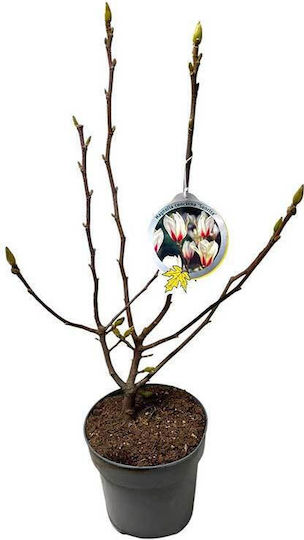 Magnolie Sunrise 23cm Magnolie Sunrise 23cm