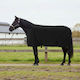 Vidaxl Horse Saddle Black Polyester