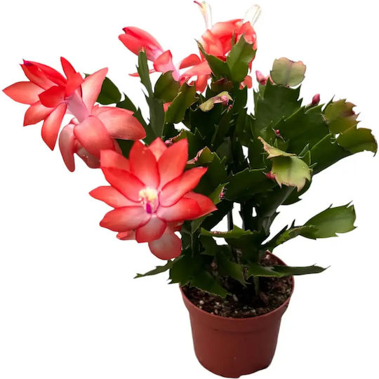 Υπομονή Schlumbergera Orange Premium 25+