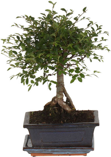 Μπονσάι Bonsai Zelkova