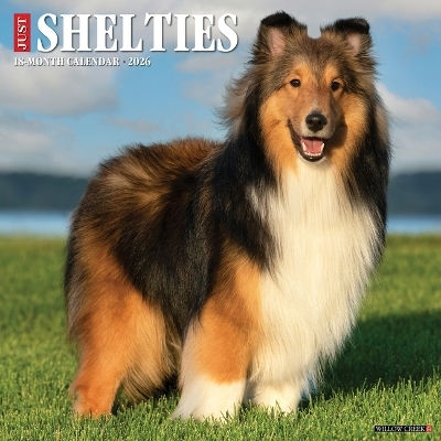 Shelties 2026 Wall Calendar Willow Creek Press Wlcp