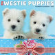 Westie Puppies 2026 12 X 12 Wall Calendar Willow Creek Press Willow Creek Press Calendars