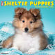 Sheltie Puppies 2026 12 X 12 Wall Calendar Willow Creek Press Willow Creek Press Calendars