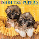 Shih Tzu Puppies 2026 Wall Calendar Willow Creek Press Wlcp