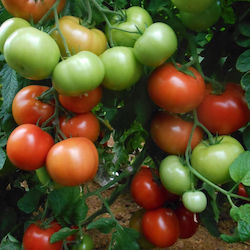 Seminis Σπόροι Τομάτας