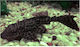 Hypostomus Plecostomus 6-6.5cm