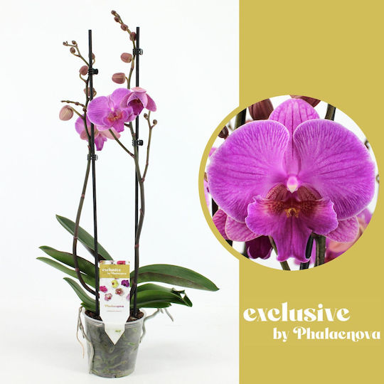 Phalaenopsis Mf Purple Simona 2 Stems