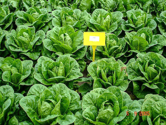 Lettuce Nader 1 K.5,000 Seeds