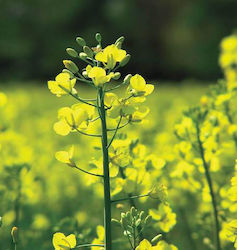 Μουστάρδα Λευκή White Mustard Σπόροι Πακέτο 3γρ Μουστάρδα Λευκή White Mustard Σπόροι Πακέτο 3γρ