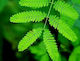 Mimosa Mimosa Pudica 0.5g Seeds Plant Shakes Do Not Touch Me